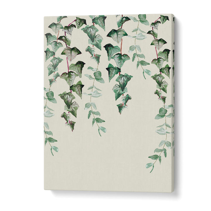 IVY Y EUCALYPTUS