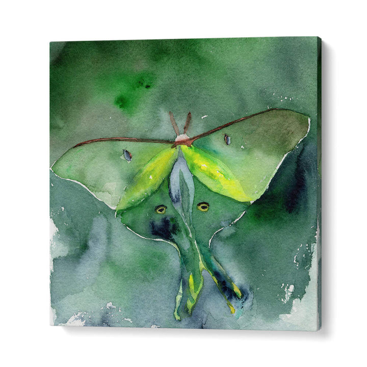 LUNA MOTH , ANIMAL PAINTINGS