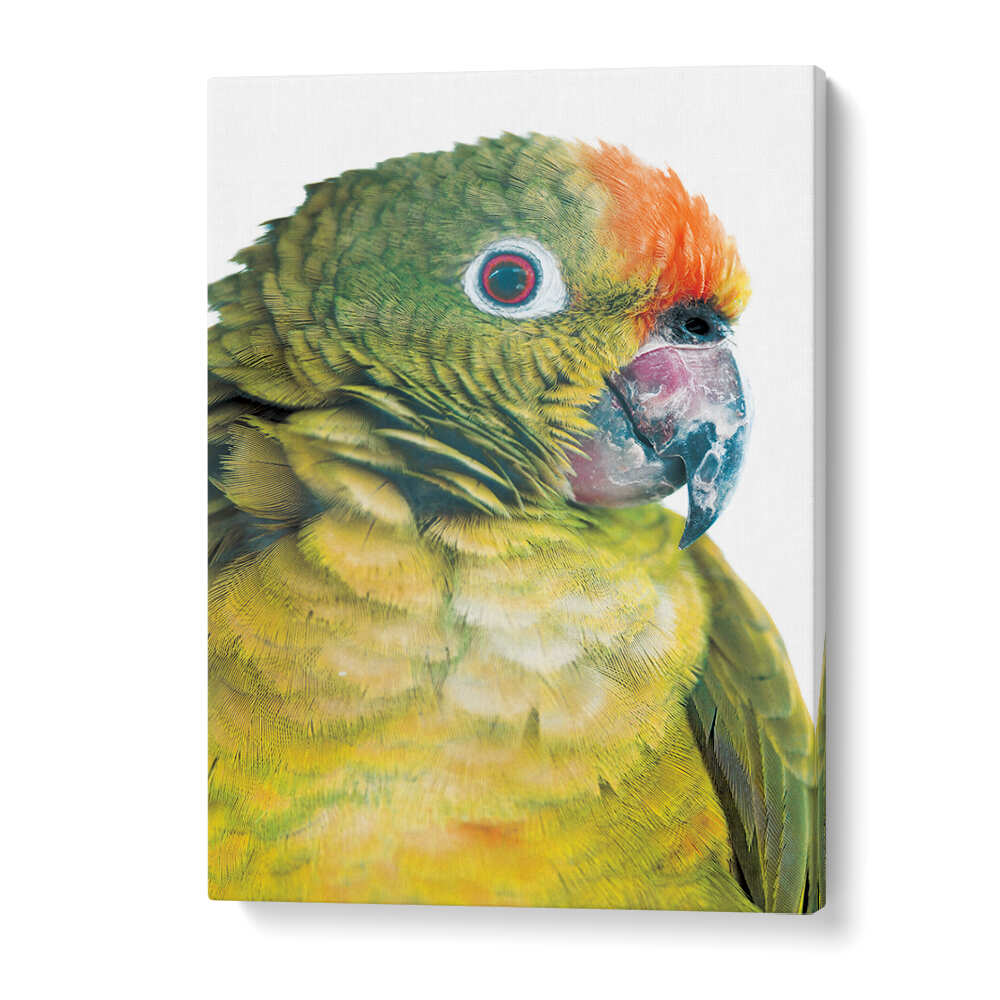 PARROT GLANCE , ANIMAL PAINTINGS GalleryWrap canvas close-up portrait of green and orange parrot on white background
