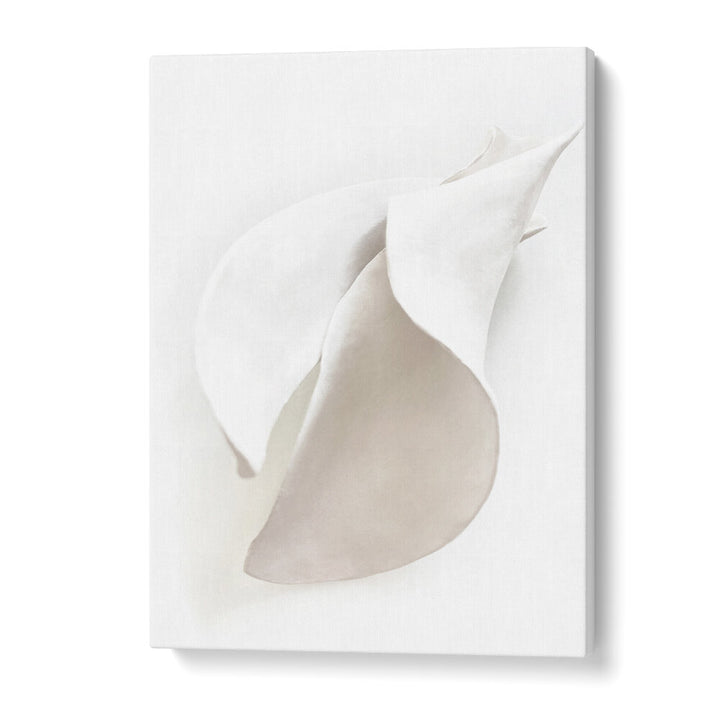 PETAL'S SILENCE , ORGANIC FORMS