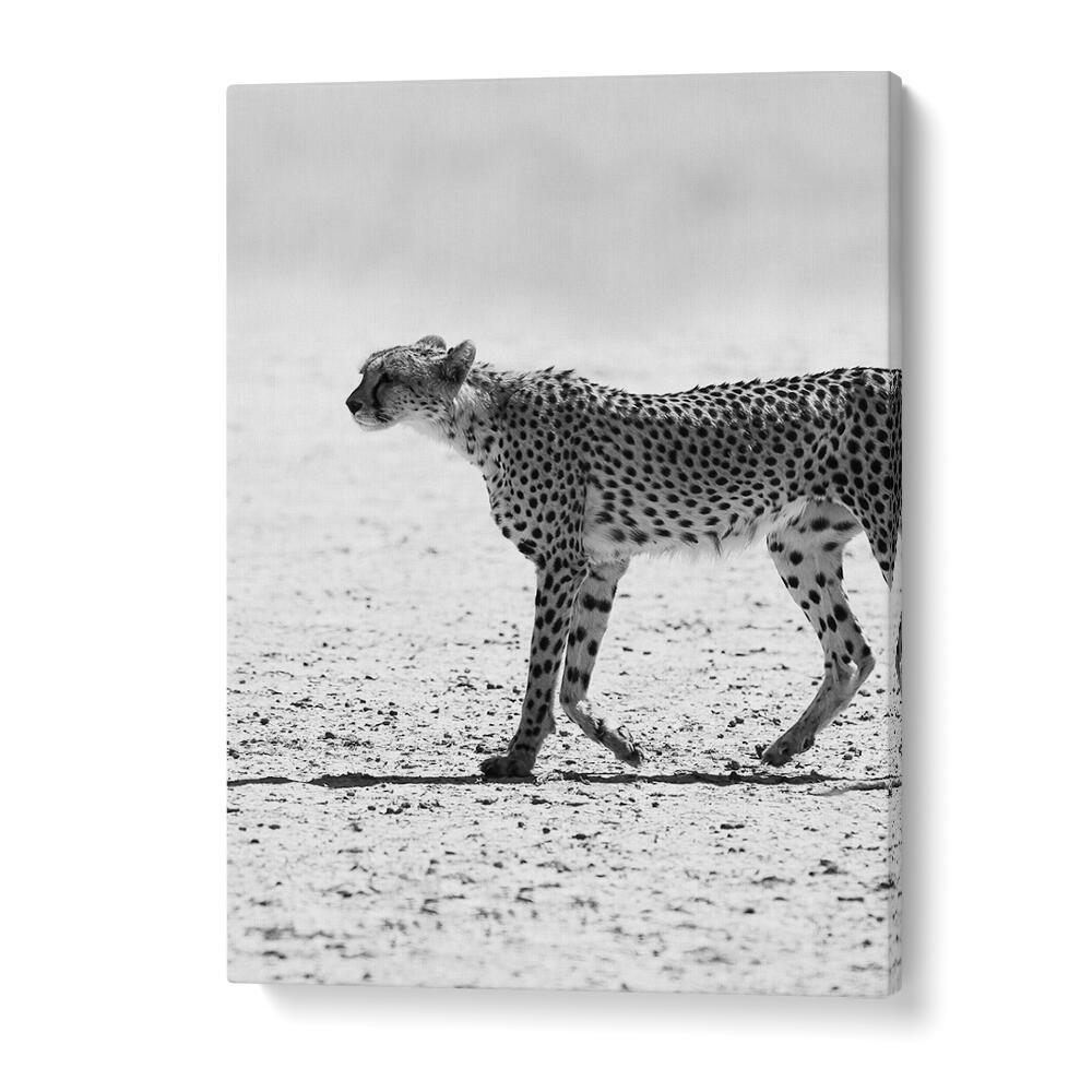 SILENT PURSUIT , ANIMAL PAINTINGS black & white canvas of a cheetah stalking across a sunlit salt pan