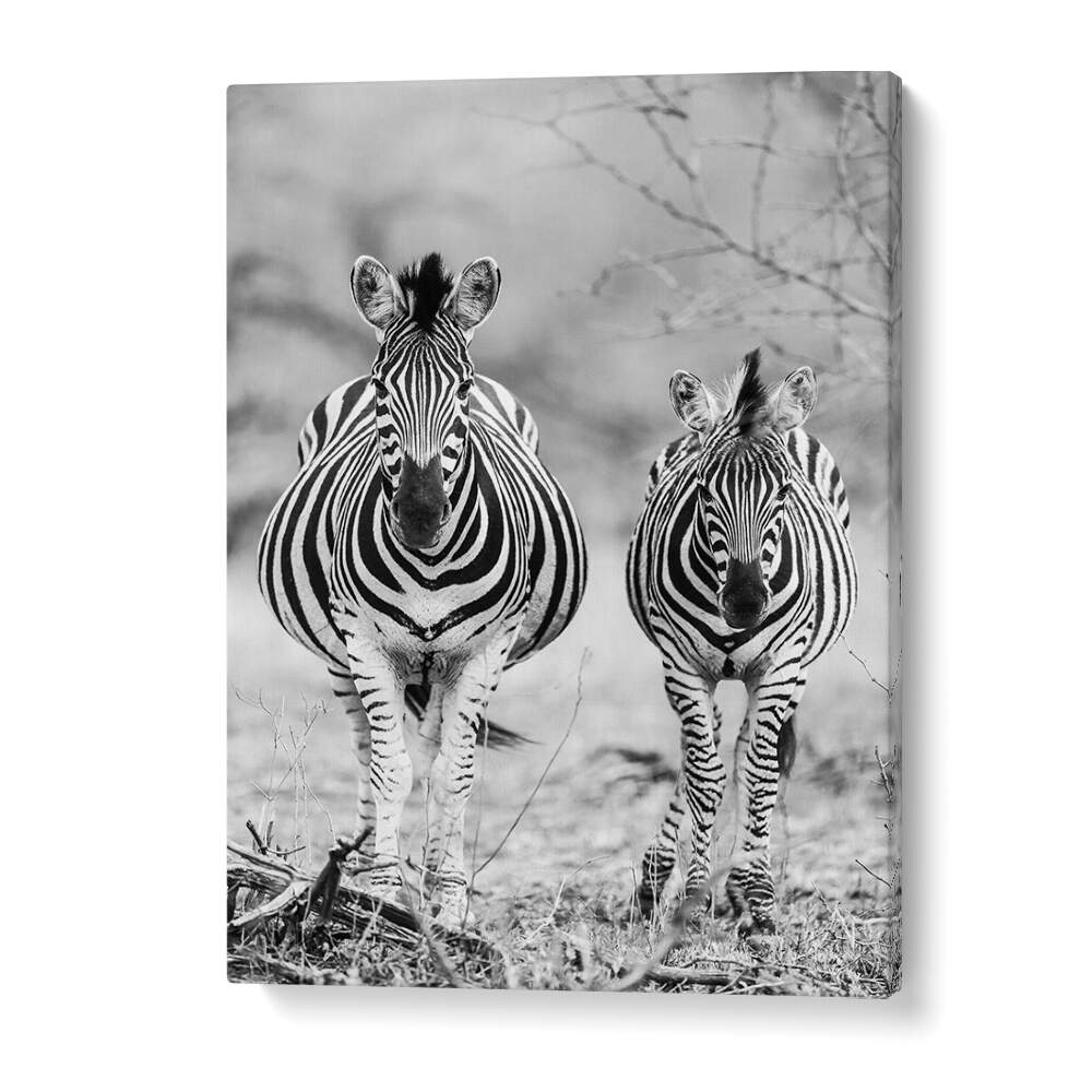 Two zebras grazing in black-and-white STRIPED HORSE , ANIMAL PAINTINGS canvas wall art