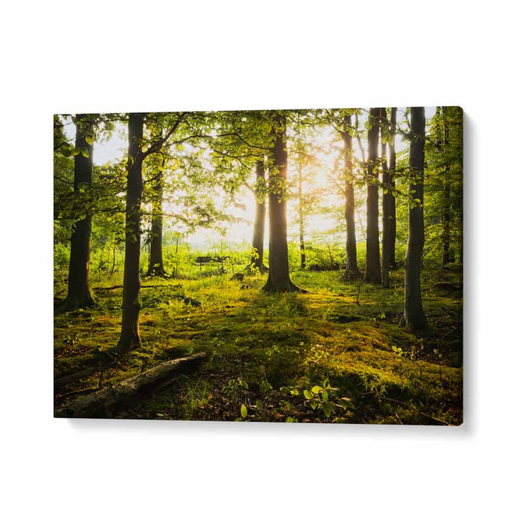 SUMMER IN THE WOODS BY STEFAN HEFELE , LANDSCAPE PHOTO PRINTS