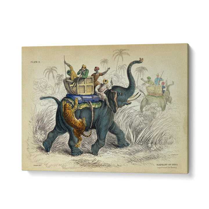 HISTORY OF THE PACHYDERMES