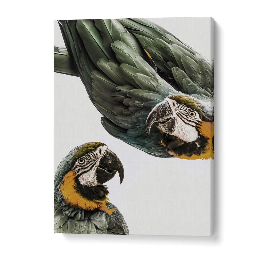VIBRANT PARROT DUO , ANIMAL PAINTINGS canvas with two green-yellow macaws on white background