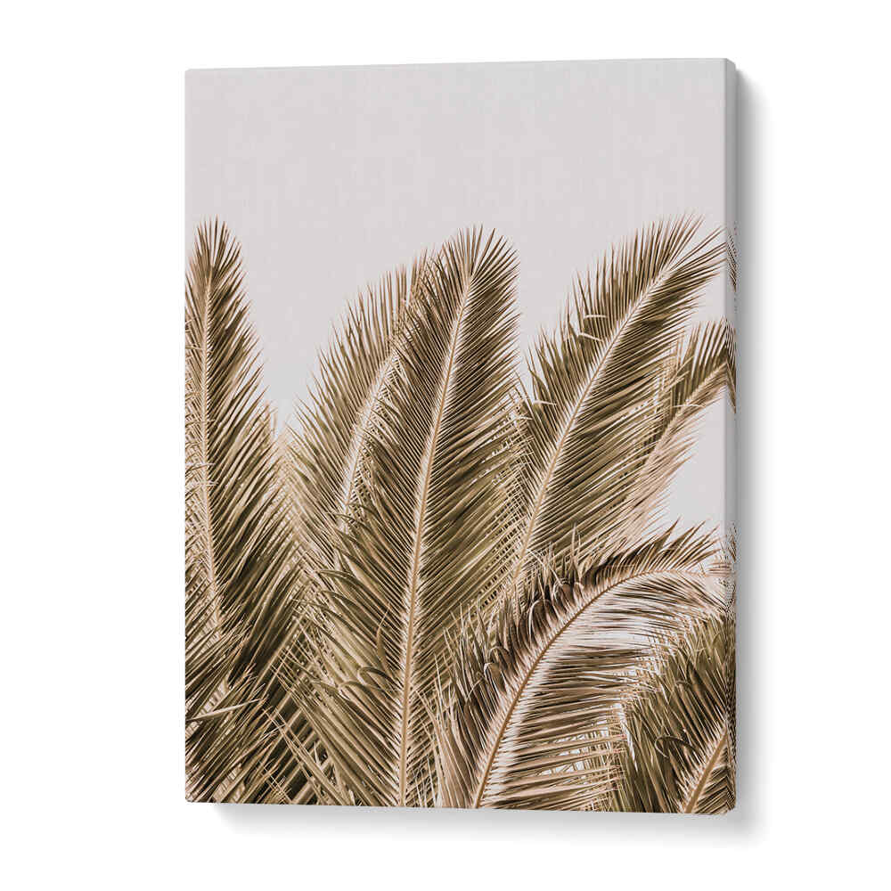 WINDSWEPT PALMS , BEACH PAINTINGS gallery wrap canvas showing sepia palm fronds against a pale sky