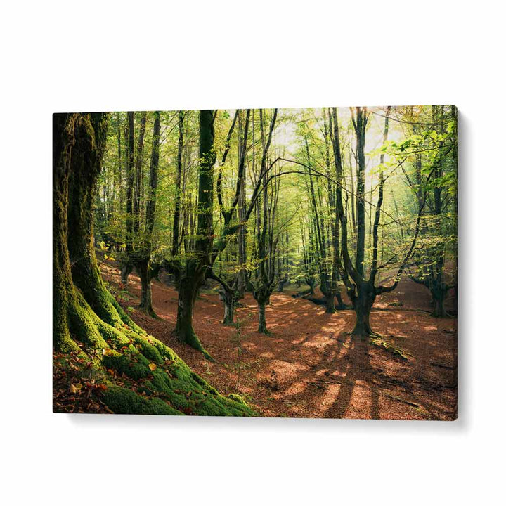 FOREST LOVE , LANDSCAPE PHOTO PRINTS