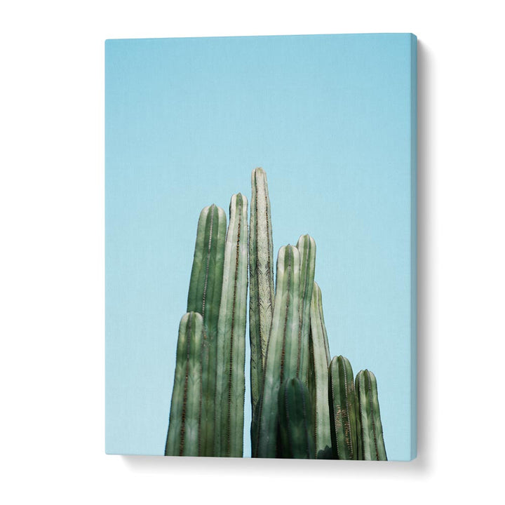 CACTI BY RAISA ZWART , LANDSCAPE PHOTO PRINTS