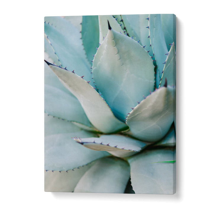 SUCCULENT GREEN BY RAISA ZWART , LANDSCAPE PHOTO PRINTS