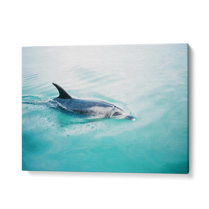 DOLPHIN N.Z. NORTHERN , LANDSCAPE PHOTO PRINTS , LANDSCAPE PHOTOGRAPHY