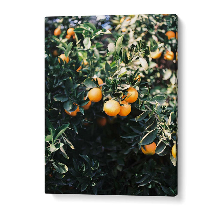MARRAKESH ORANGES , PHOTOGRAPHY PRINTS