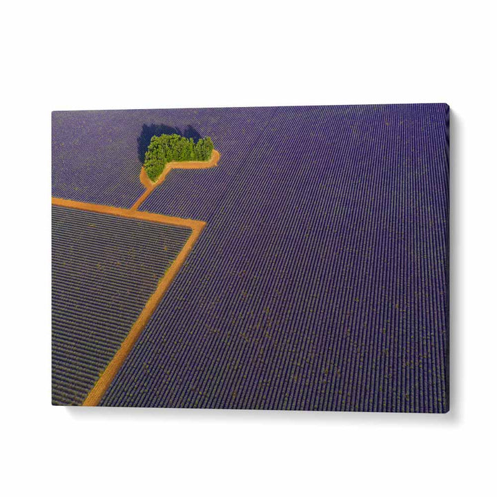 LAVENDER GRAPHIC BY MARC PELISSIER , LANDSCAPE PHOTO PRINTS