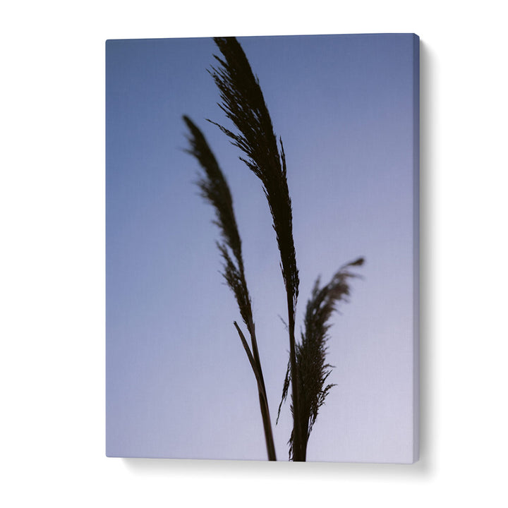 SHADES OF PURPLE , PHOTOGRAPHY PRINTS