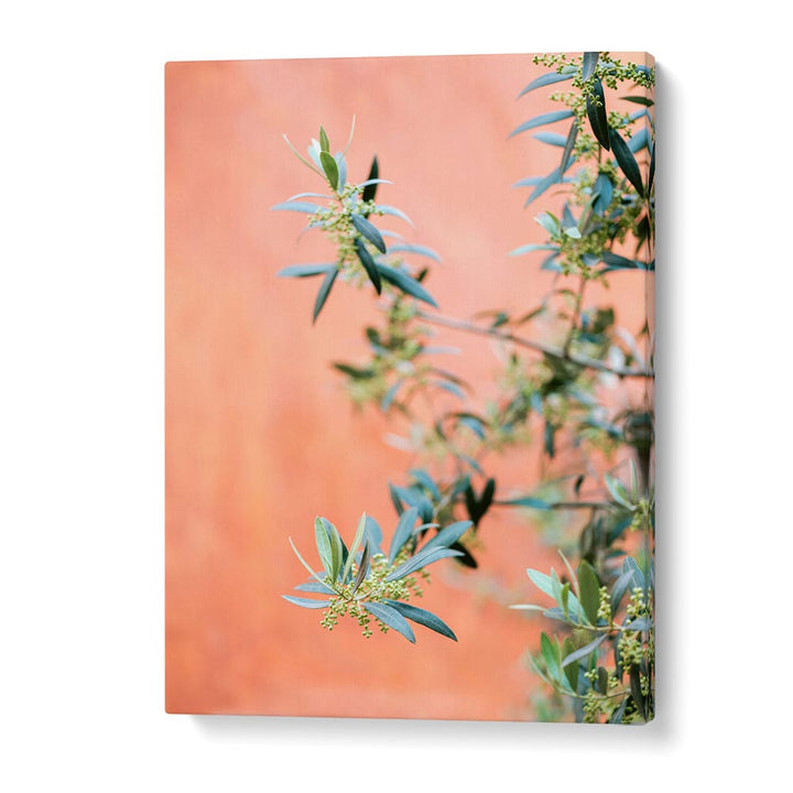 GREEN AND CORAL , PHOTOGRAPHY PRINTS