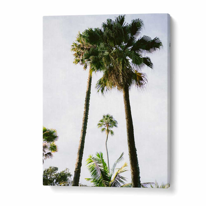 FIND ME UNDER THE PALM TREE , PHOTOGRAPHY PRINTS