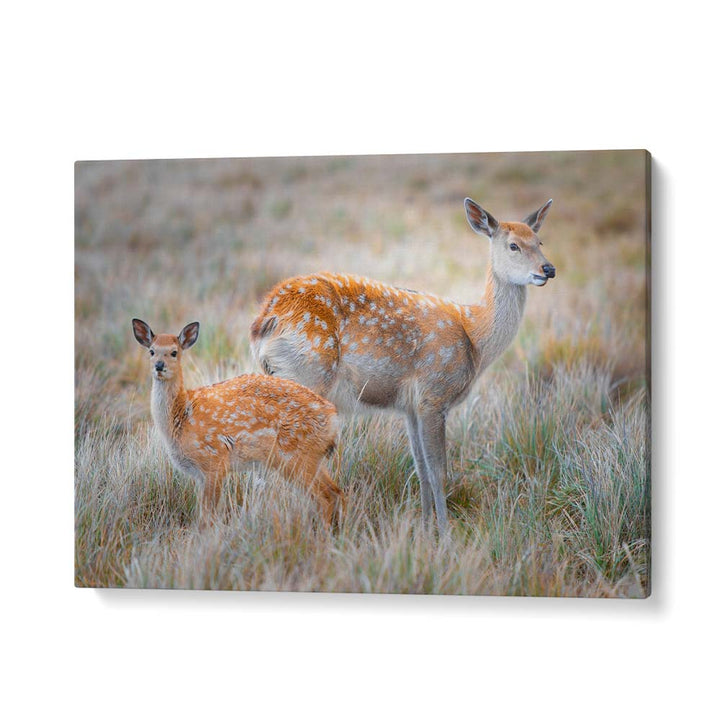 SIKA DEER BY SIMOON , LANDSCAPE PHOTO PRINTS