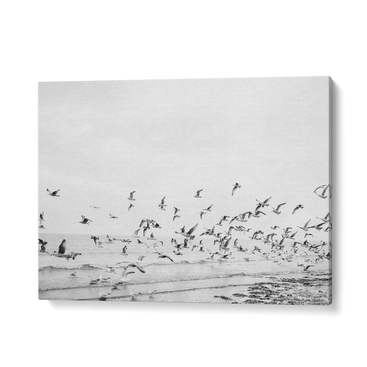 SEAGULLS - COASTAL BLACK AND WHITE BY RAISA ZWART , LANDSCAPE PHOTO PRINTS