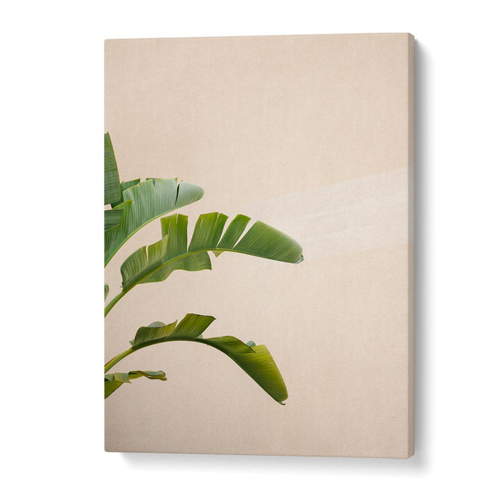 CANNES BANANA PLANT BY RAISA ZWART , LANDSCAPE PHOTO PRINTS