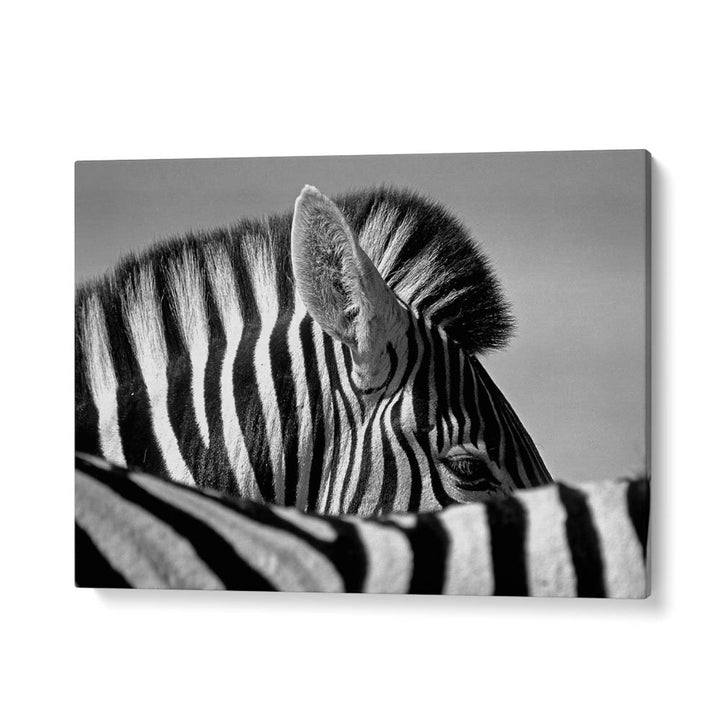 CURIOUS ZEBRA BY MARC PELISSIER , LANDSCAPE PHOTO PRINTS