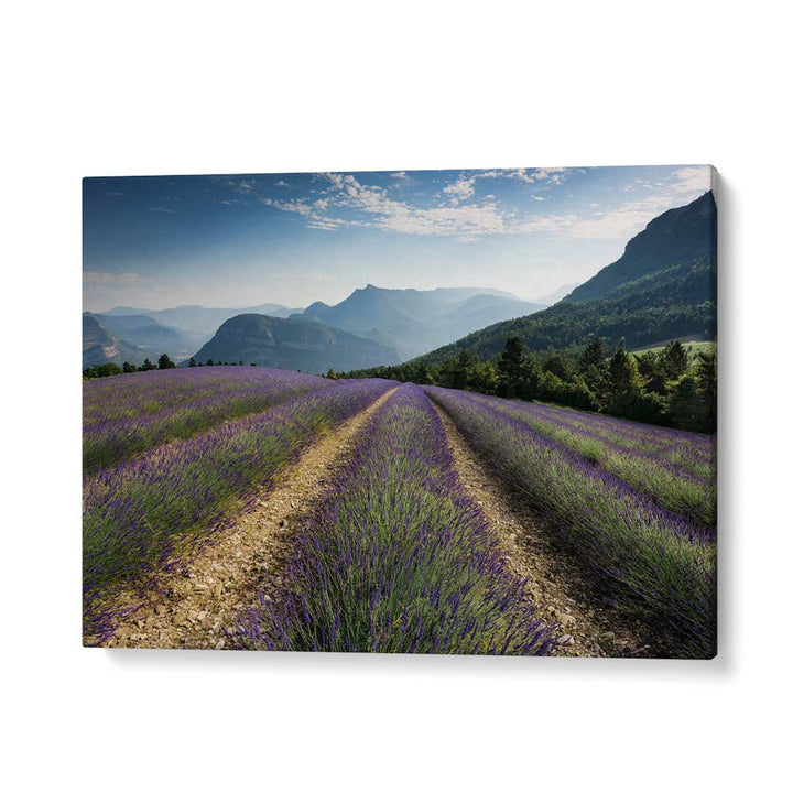 LAVENDER HILLS BY STEFAN HEFELE , LANDSCAPE PHOTO PRINTS