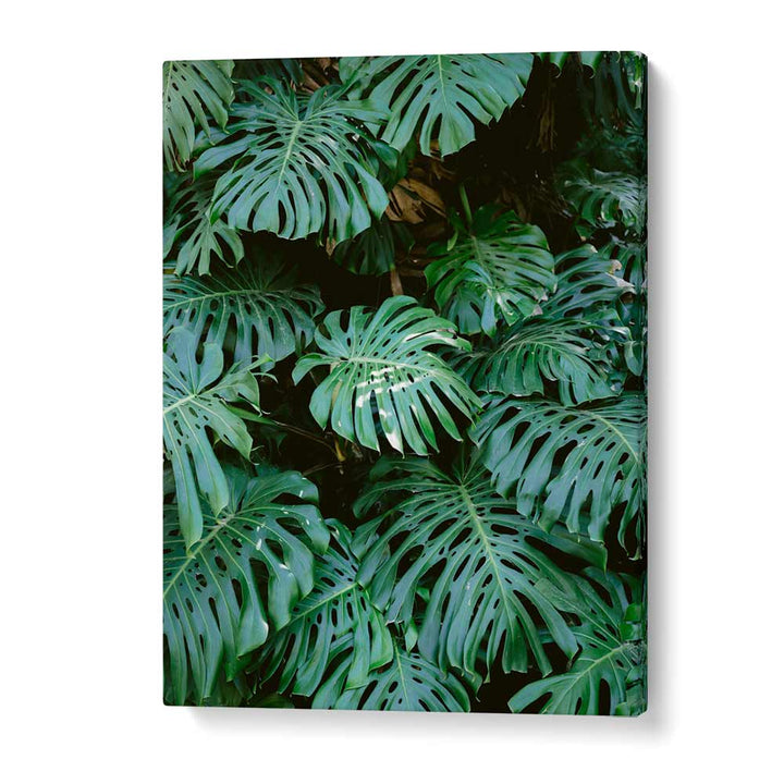 MONSTERA WALL IN LISBON , PHOTOGRAPHY PRINTS