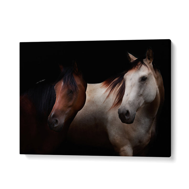 CAVALLI , PHOTOGRAPHY PRINTS