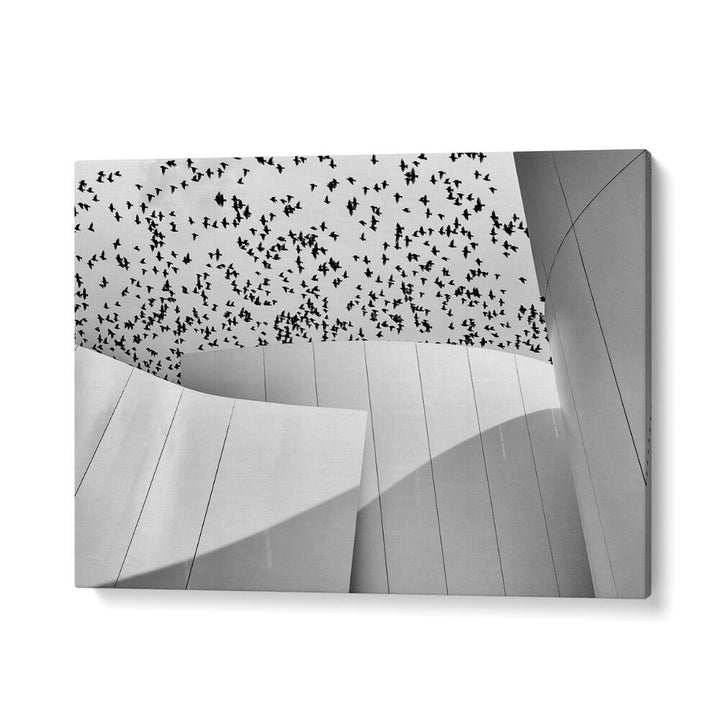 BIRDS , PHOTOGRAPHY PRINTS