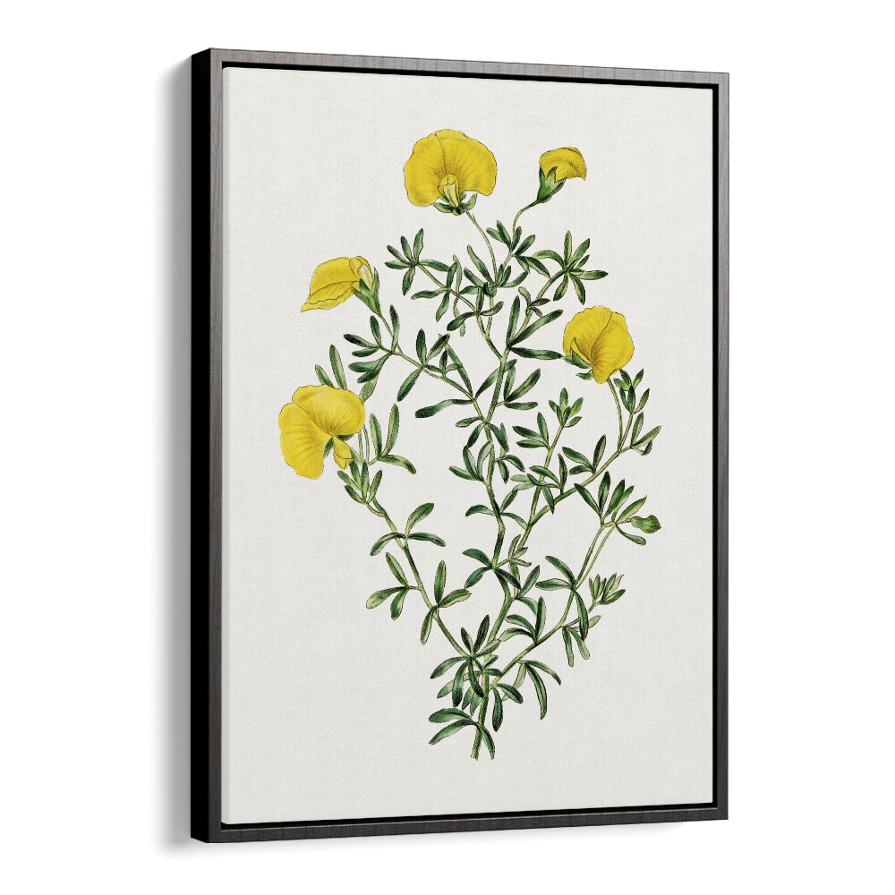 Gompholobium Flower Botanical Flower Paintings Artwork  in Black Floater Frame