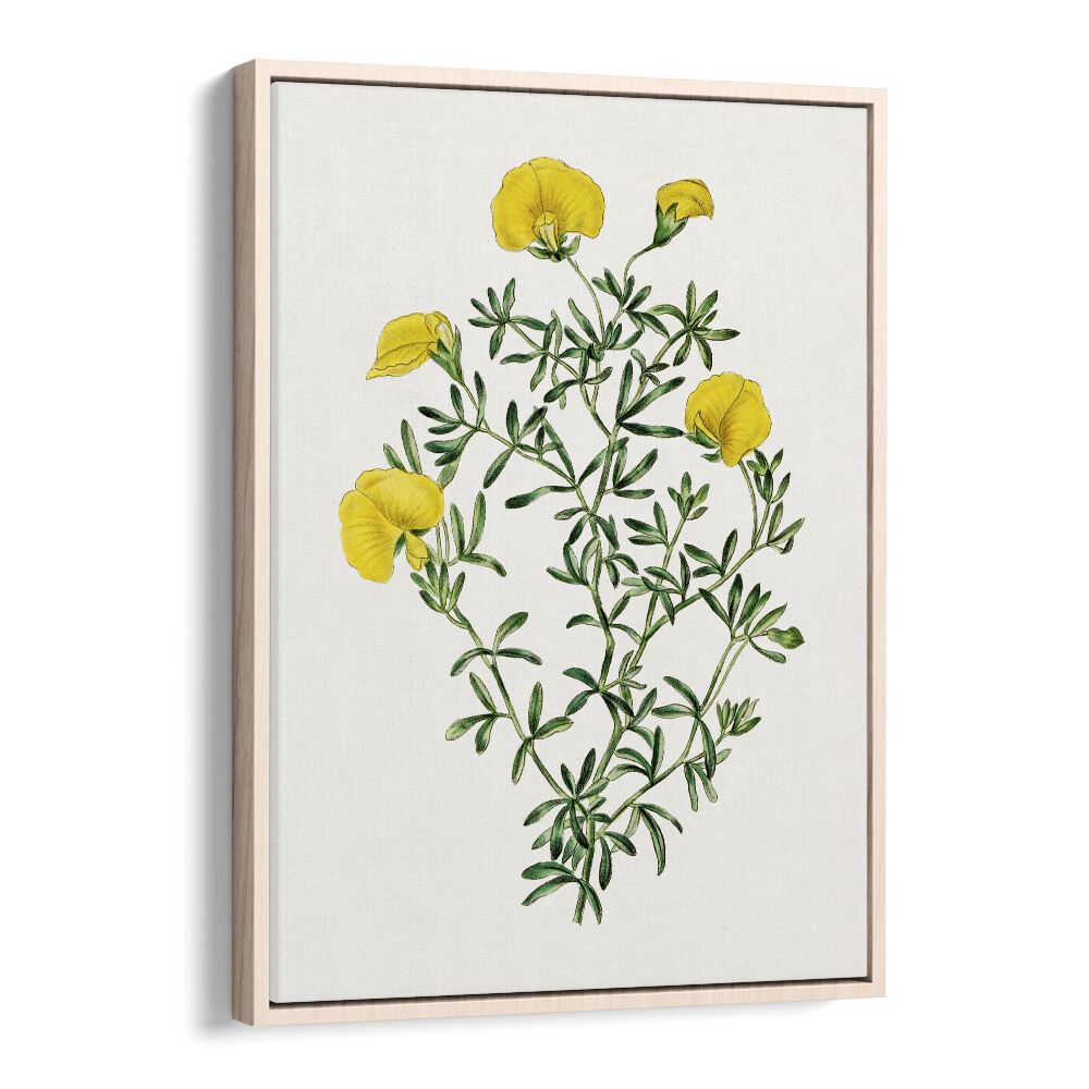 Gompholobium Flower Botanical Flower Paintings Artwork in Oak Wood Floater Frame