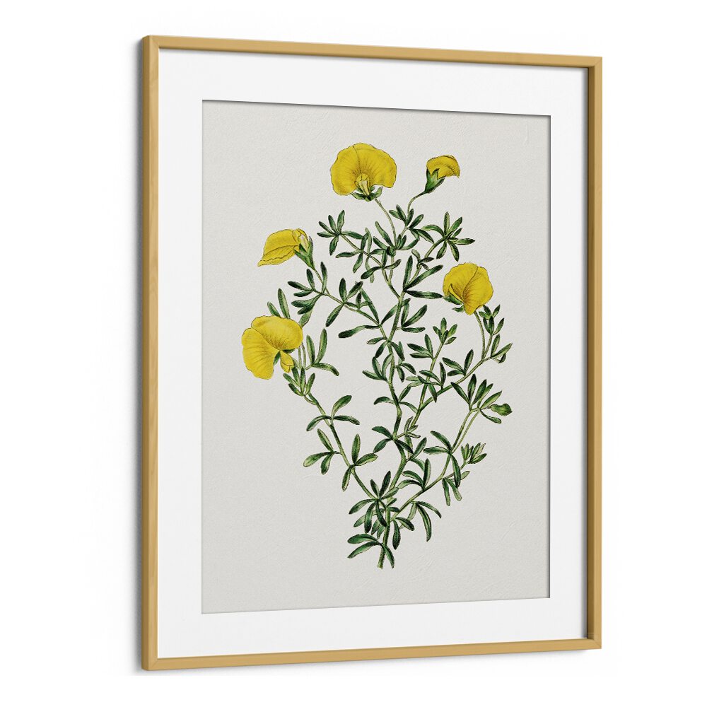 Gompholobium Flower Botanical Flower Paintings Artwork in Oak Wood Frame With Mount