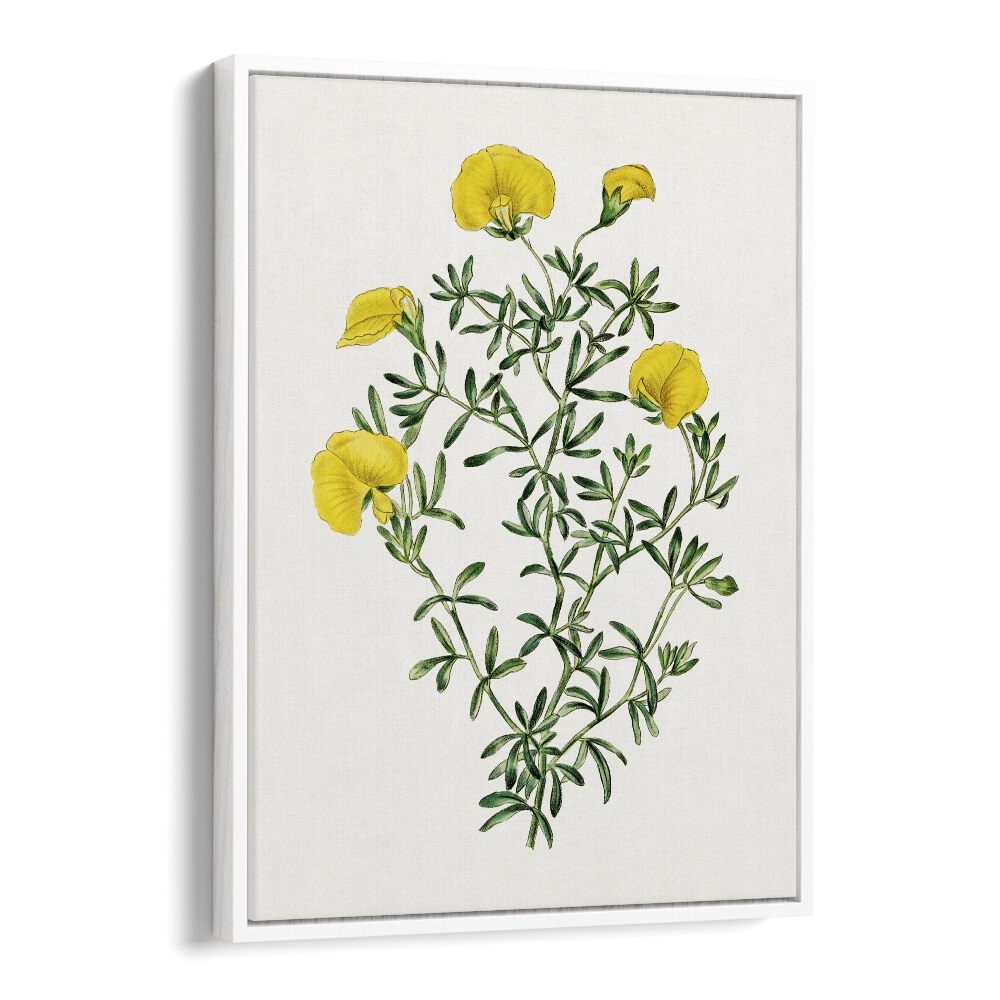 Gompholobium Flower Botanical Flower Paintings Artwork  in White Floater Frame