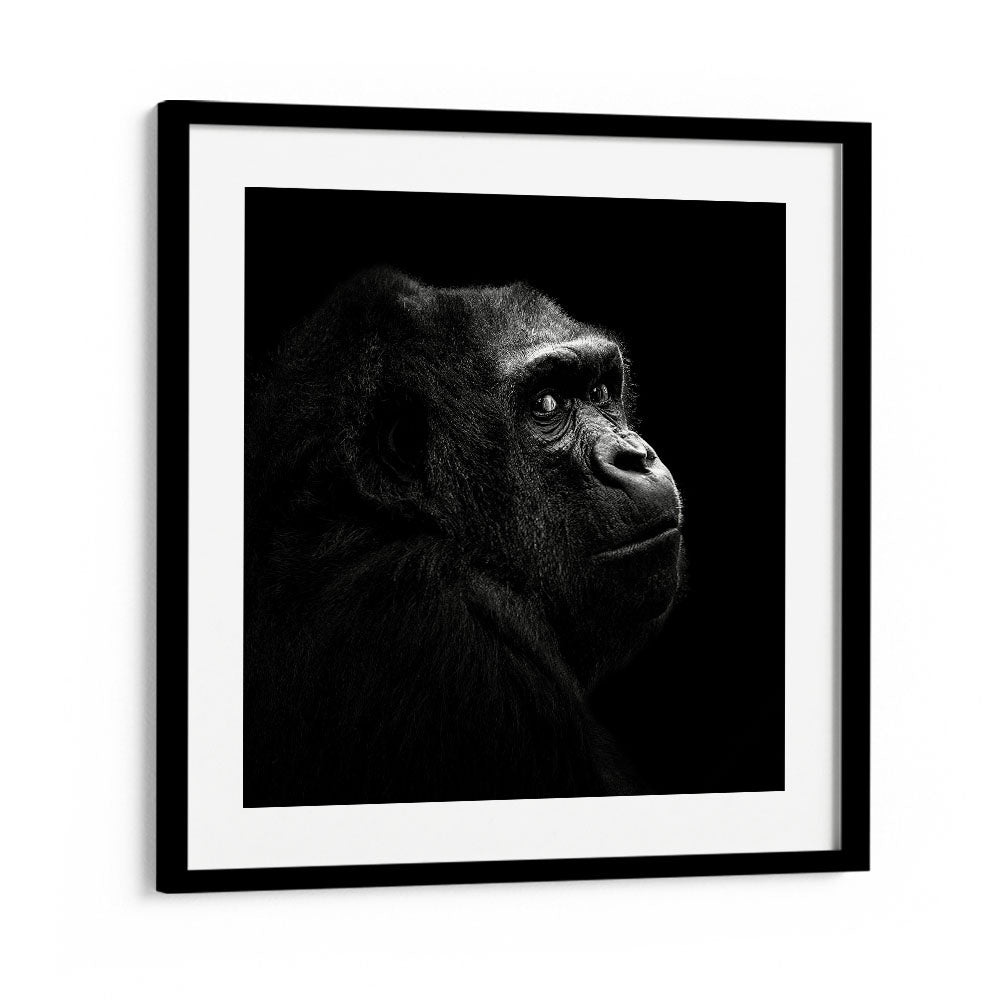 GORILLA I WILDLIFE PHOTOGRAPHY in Black Frame With Mount