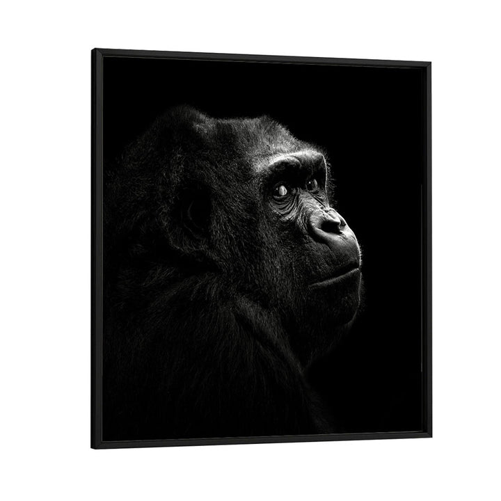 GORILLA I WILDLIFE PHOTOGRAPHY in Black Plain Frame