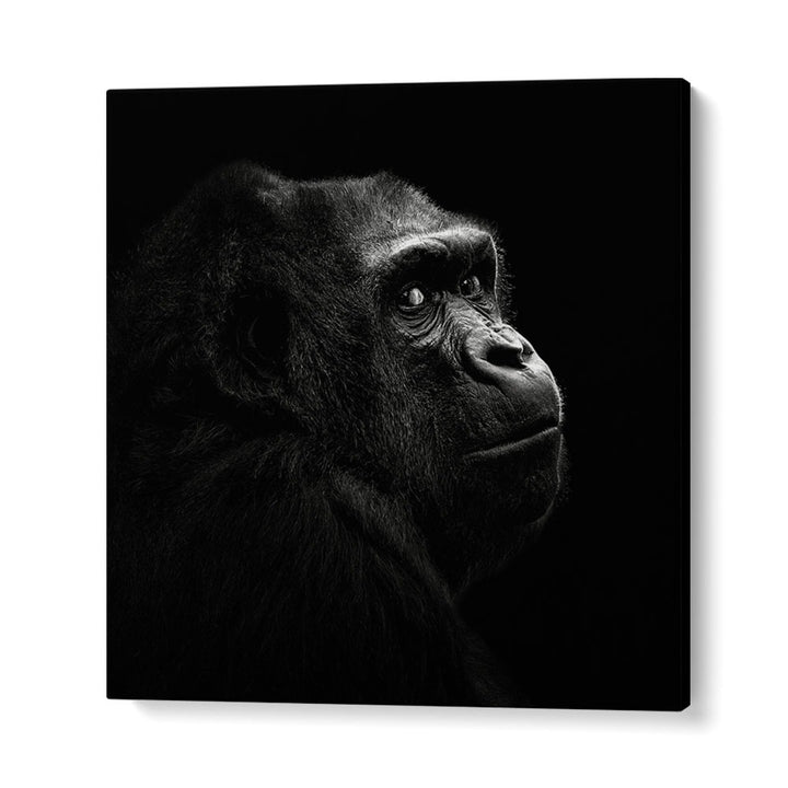 GORILLA I WILDLIFE PHOTOGRAPHY in Gallery Wrap