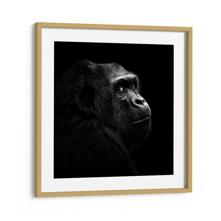 GORILLA I WILDLIFE PHOTOGRAPHY in Oak Wood Frame With Mount