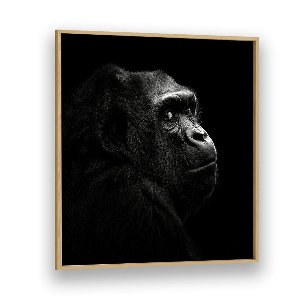 GORILLA I WILDLIFEPHOTOGRAPHY in Oak Wood Plain Frame