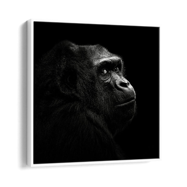 GORILLA I WILDLIFE PHOTOGRAPHY in White Floater Frame