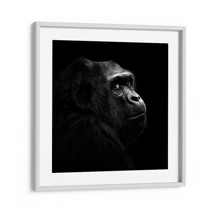 GORILLA I WILDLIFE PHOTOGRAPHY in White Frame With Mount