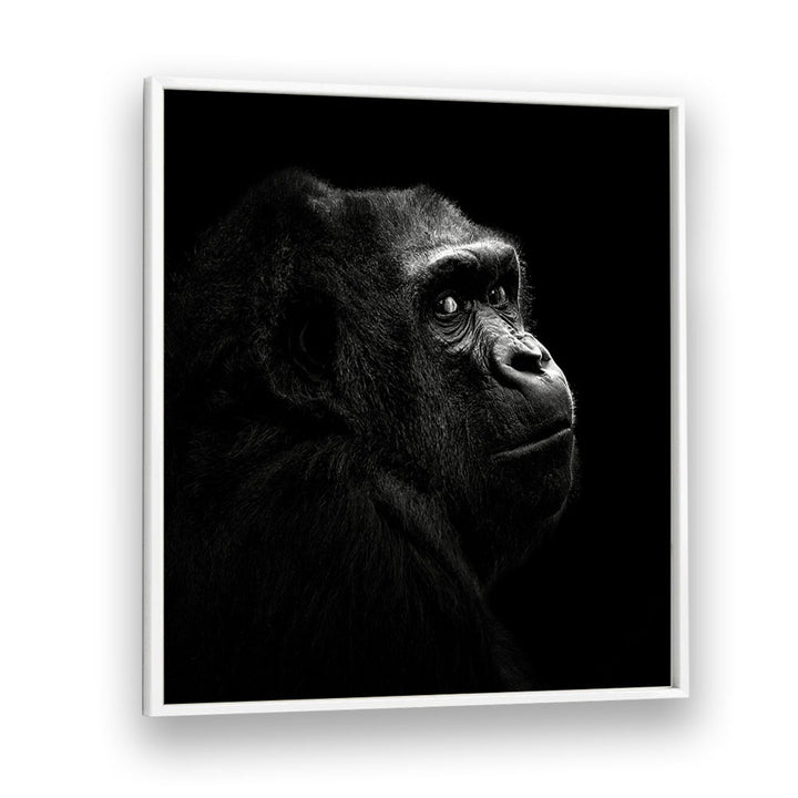 GORILLA I WILDLIFE PHOTOGRAPHY in White Plain Frame