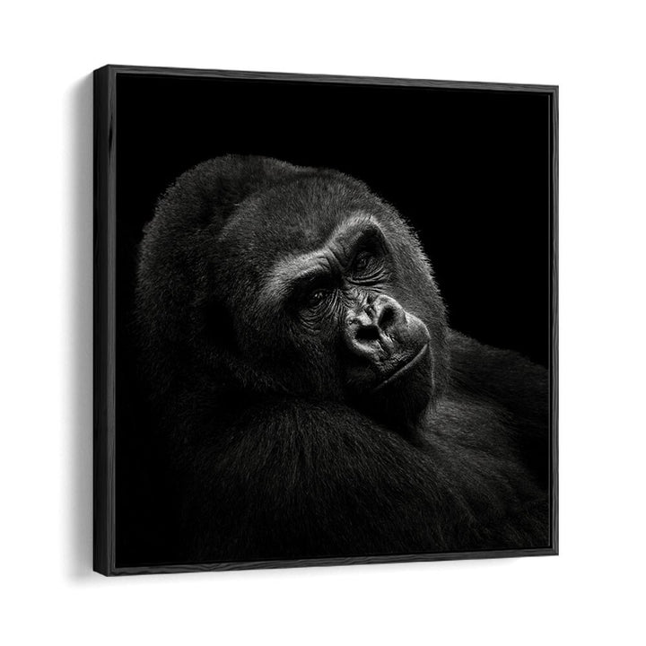 GORILLA II WILDLIFE PHOTOGRAPHY in Black Floater Frame