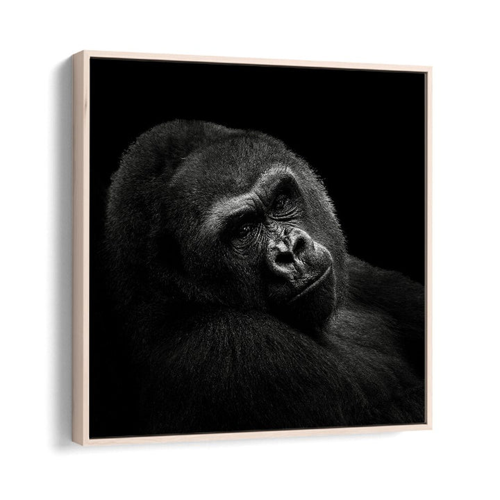 GORILLA II WILDLIFE-PHOTOGRAPHY in Oak Wood Floater Frame