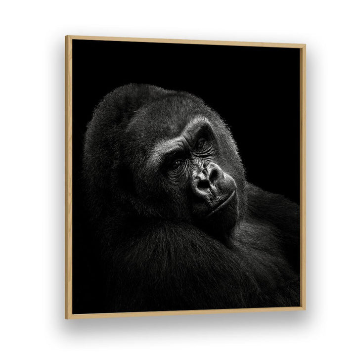 GORILLA II WILDLIFE PHOTOGRAPHY in Oak Wood Plain Frame