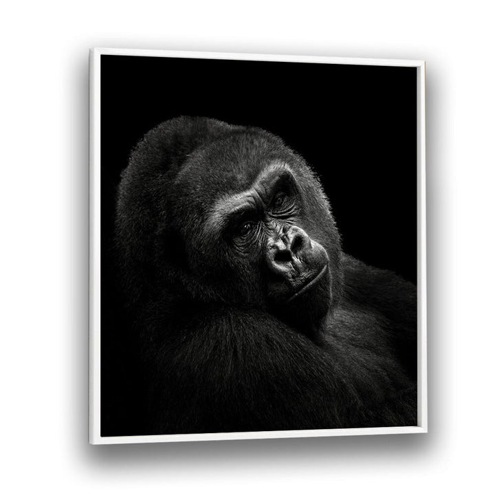 GORILLA II WILDLIFE PHOTOGRAPHY in White Plain Frame