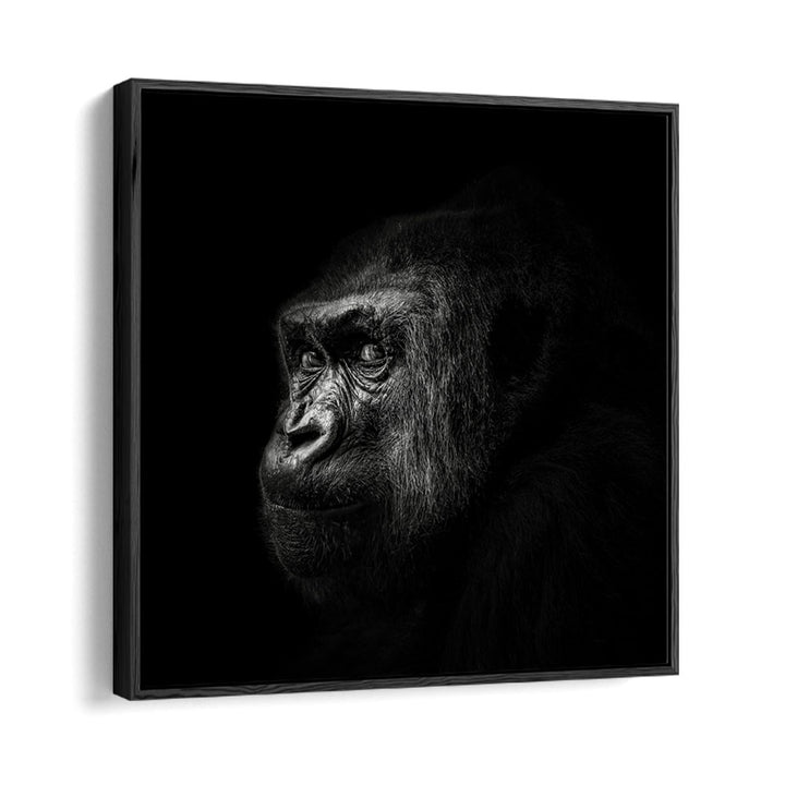 GORILLA III WILDLIFE PHOTOGRAPHY in Black Floater Frame