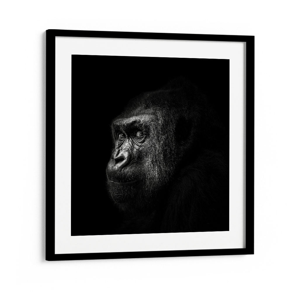 GORILLA III WILDLIFE PHOTOGRAPHY in Black Frame With Mount