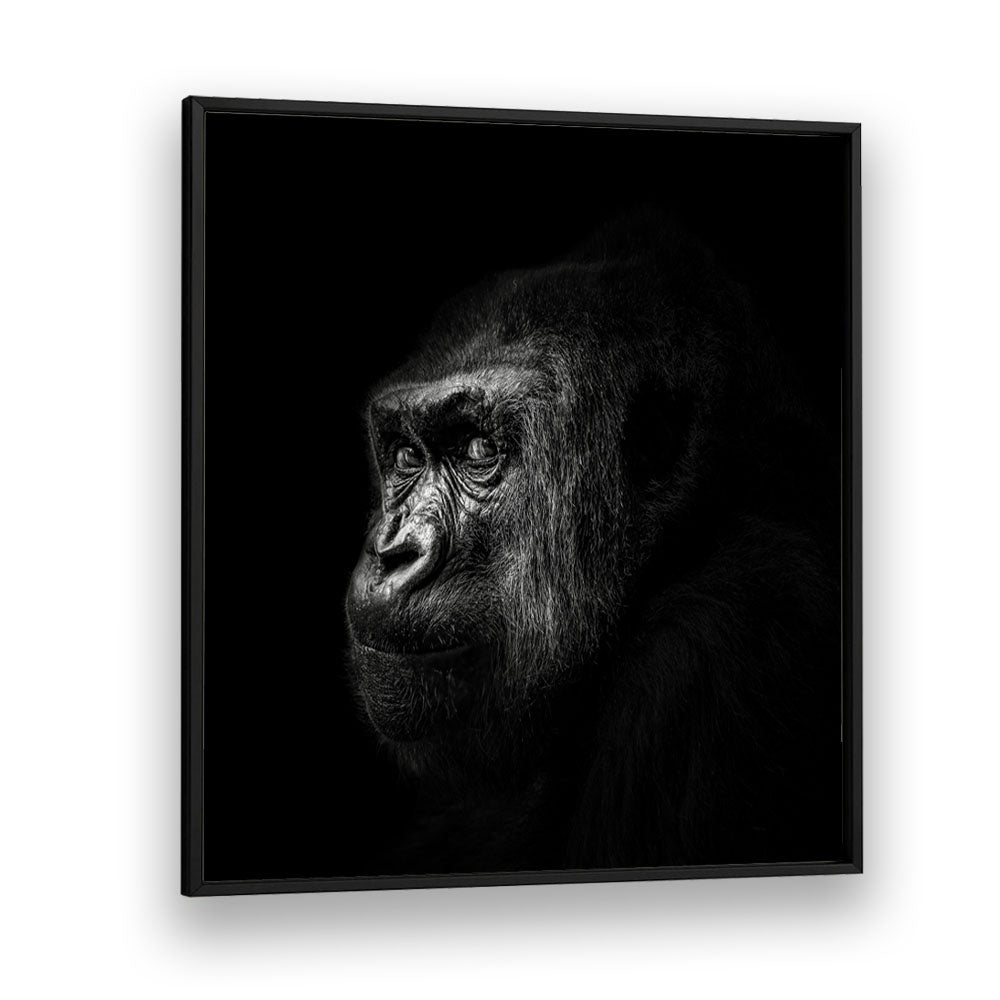 GORILLA III WILDLIFE PHOTOGRAPHY in Black Plain Frame