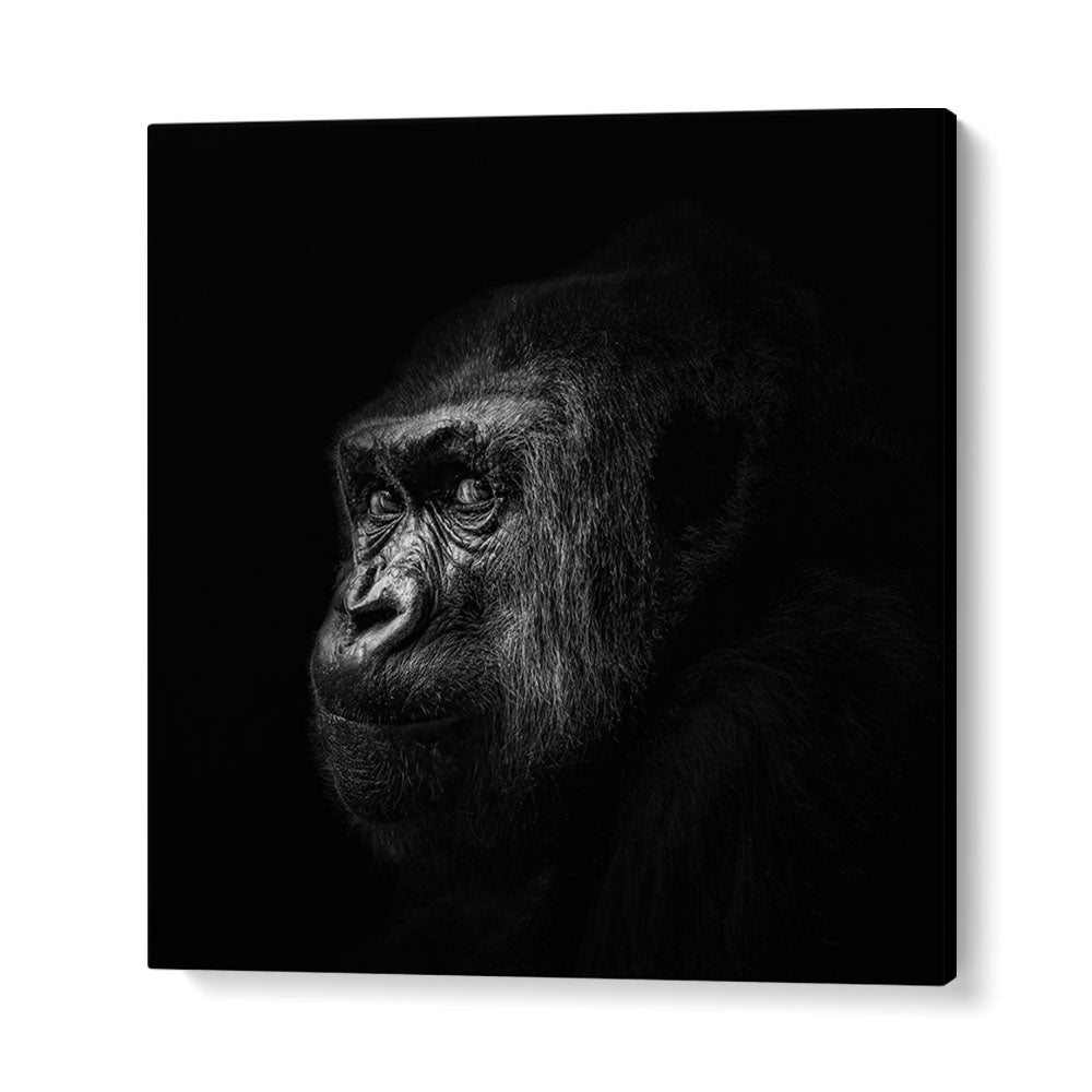 GORILLA III WILDLIFE PHOTOGRAPHY in Gallery Wrap