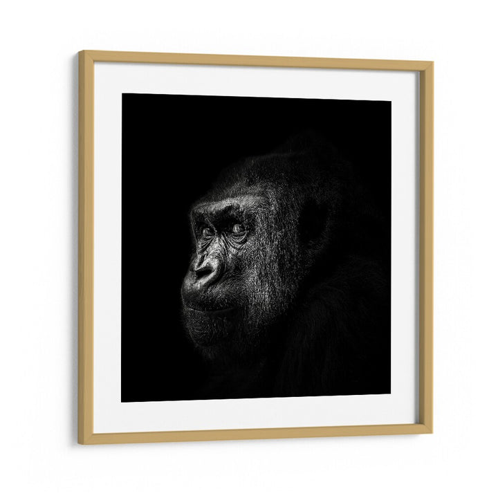 GORILLA III WILDLIFE PHOTOGRAPHY in Oak Wood Frame With Mount