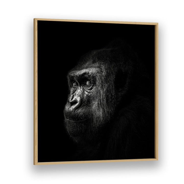 GORILLA III WILDLIFE PHOTOGRAPHY in Oak Wood Plain Frame