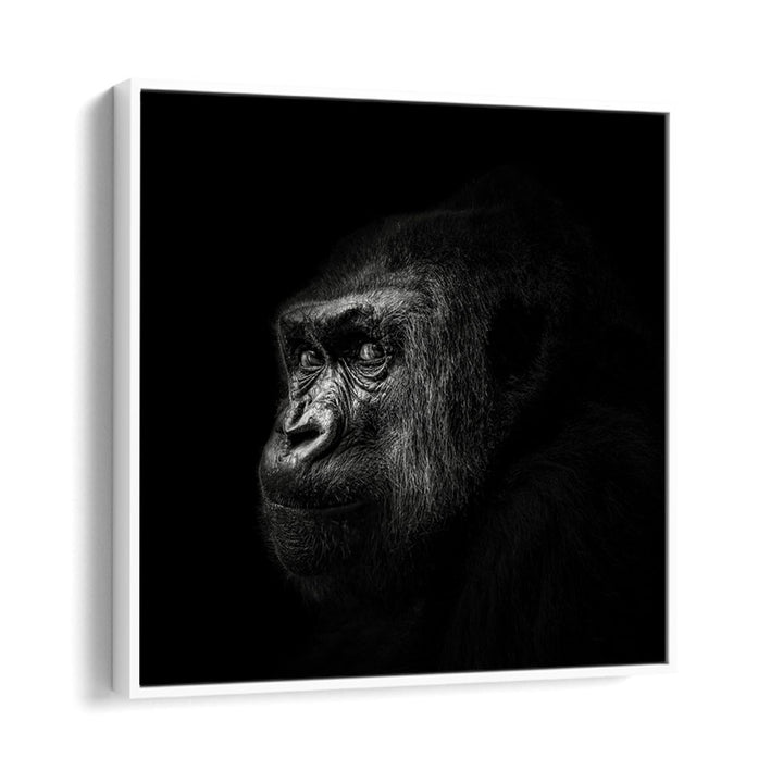 GORILLA III WILDLIFE PHOTOGRAPHY in White Floater Frame